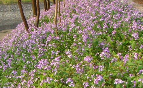 二月兰当花王500字作文(精选6篇)