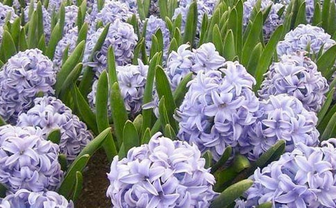 美丽的风信子作文集锦15篇