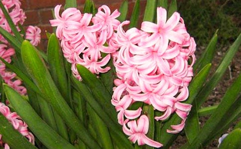 风信子叙事作文