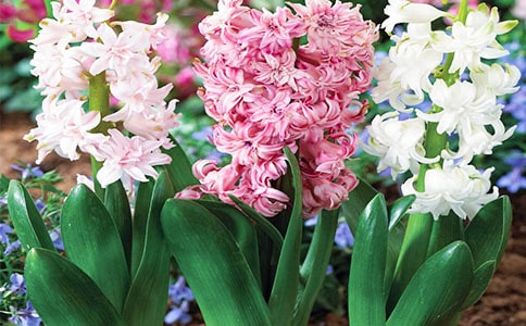 风信子初一作文700字