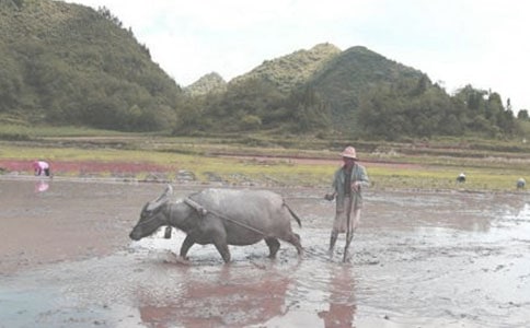 谁还你织布来我耕田诗歌
