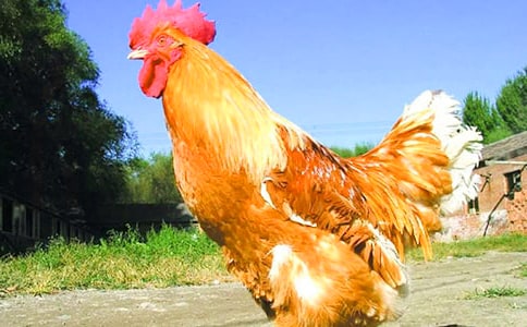 һ�꼶�²�С������СѼ�ӽ�ѧ��ƣ���ѡ12ƪ��