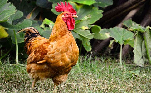 С������СѼ�ӽ�ѧ���