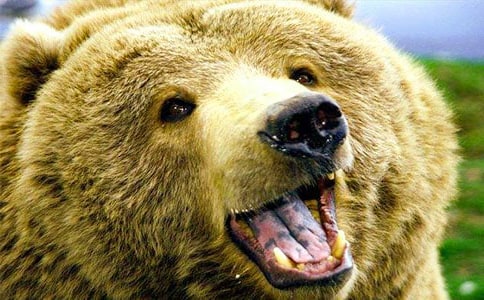 寓言故事欣赏:狗熊挖塘