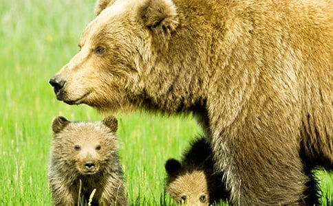 精选狗熊作文500字三篇