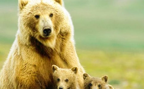 狗熊想喝人血经典童话