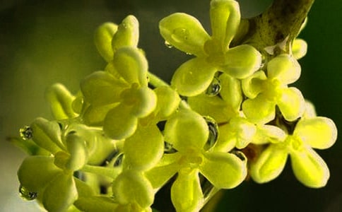 精选桂花作文300字集合五篇