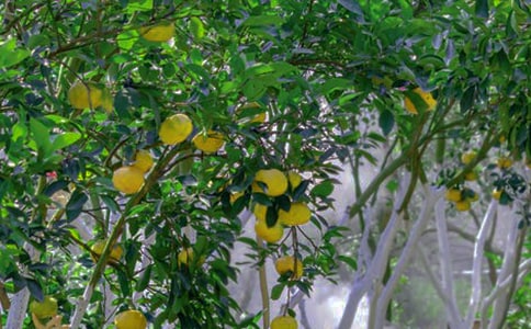 ��԰�а�Э����