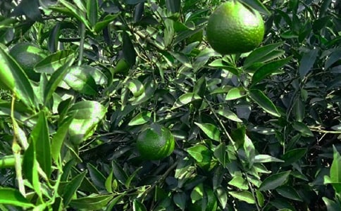 果园场承包协议书(集锦8篇)