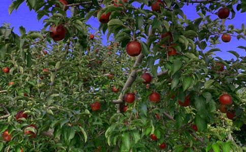 ���Ĺ�԰�����˽�ѧ���