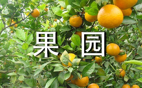 果园承包合同(热门)