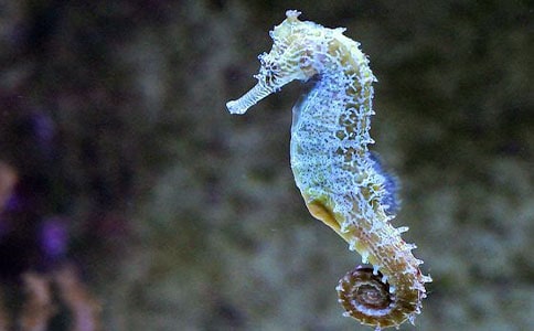 童话故事:海马爸爸