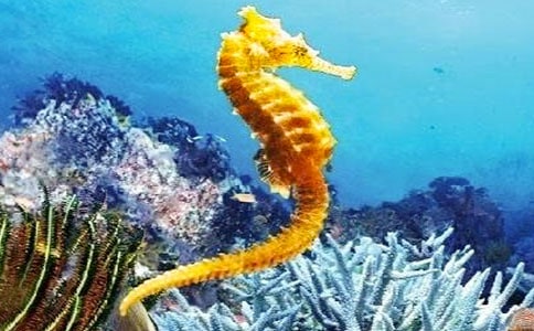 沪教版小海马教学反思