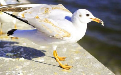 海鸥的使命初一作文