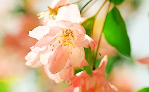 生命力旺盛的秋海棠作文