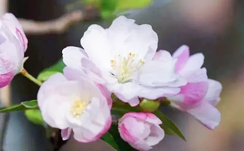 ★美丽的海棠花作文