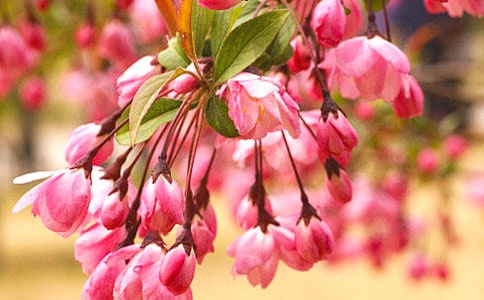 春天里的海棠花作文(精选5篇)