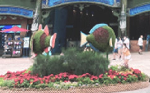 海洋公园作文(精华)