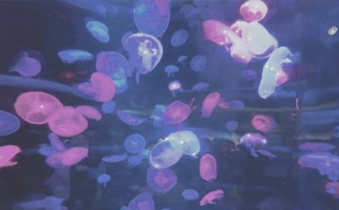 �ͺ���԰��ص�����