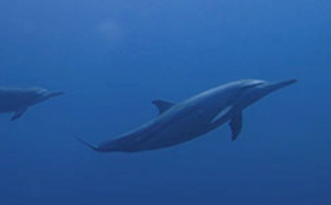 介绍白海豚的400字作文