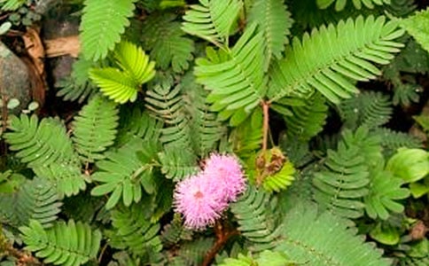 含羞草的初一学生优秀作文