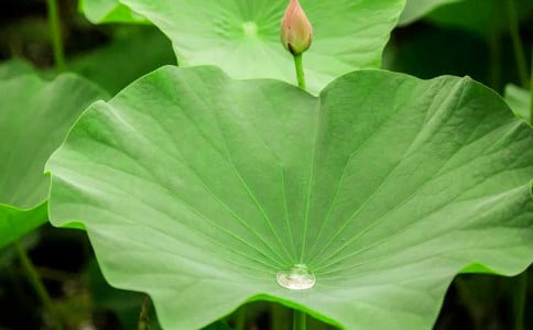 ���ġ���ҶԲԲ���ڶ���ʱ�Ľ�ѧ���