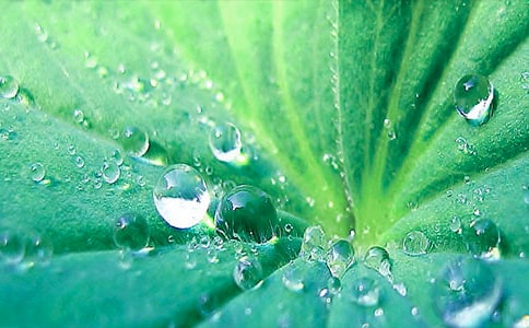 һ�꼶����ҶԲԲ������Ľ�ѧ���ģ�壨ͨ��6ƪ��