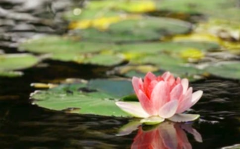 关于和平的作文合集10篇