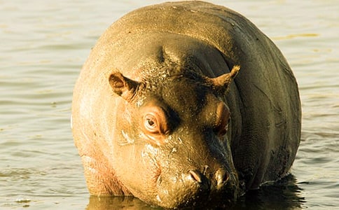 卡通河马的折法