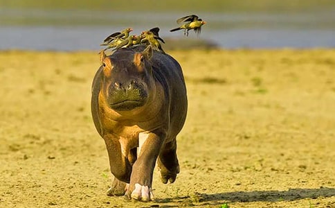 大河马水上乐园作文400字