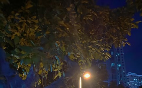 黑夜里的乐曲初一作文