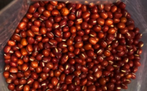 故乡的红豆500字作文