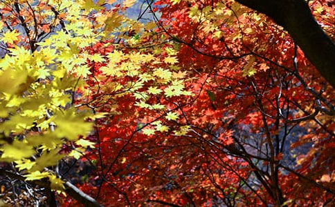 ��Ҷʹ500������