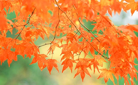 ��Ҷ������С·����2000��