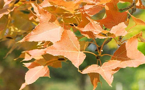 香山红叶作文300字4篇