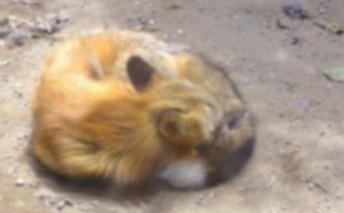 С���Ϻͺ���ͯ������