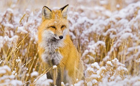 乌鸦和狐狸的故事作文