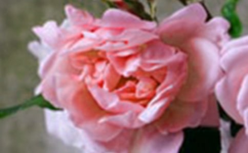 花朵竞赛400字作文(精选10篇)