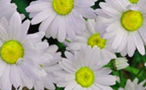 �ǻ�������������