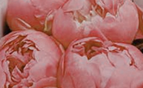 不乱摘公园里的花朵看图作文