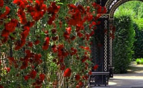 ���ľ��˵Ļ�԰��ѧ��Ʒ���