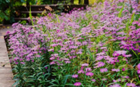 �����˵Ļ�԰����ѧ���