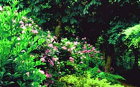 ���ġ����˵Ļ�԰���ڶ���ʱ��ѧ��Ʒ���