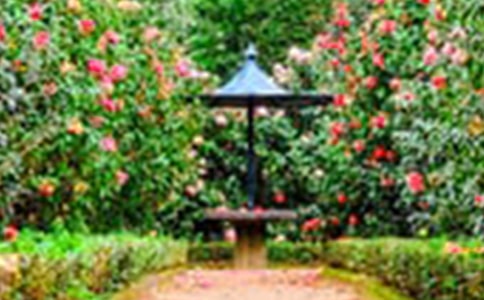 ���˵Ļ�԰˵�θ徫ѡ15ƪ