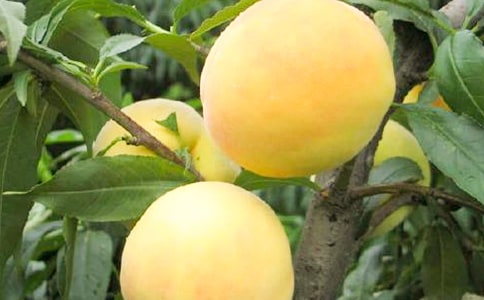 家乡的黄桃作文7篇