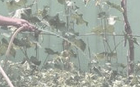 【精选】浇花作文300字6篇