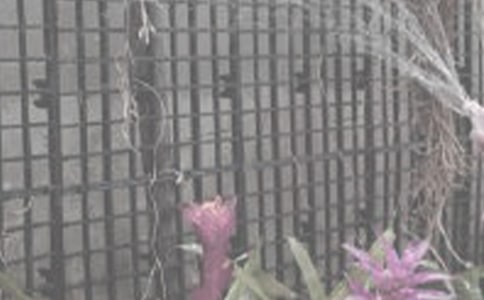 浇花作文600字10篇