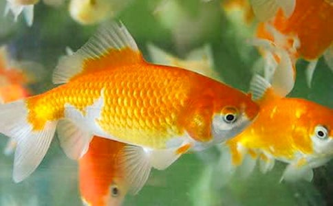 观察金鱼作文600字