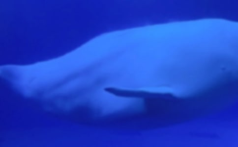 ��������300����ƪ