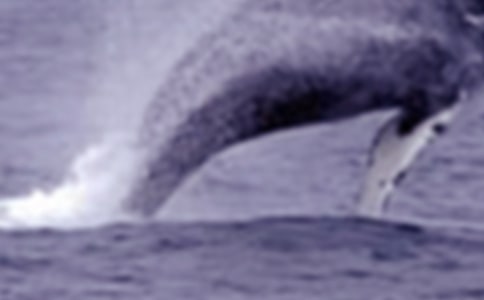 ��ѡ��������300�ֺϼ���ƪ